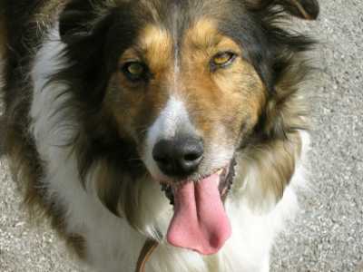 Sina, eine Kreta erfahrene H�ndin