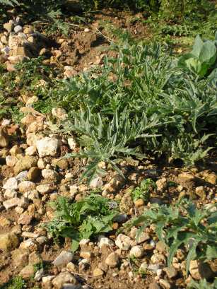 Askolimbra, ein kretisches Wildgemüse Askolimbra, ein kretisches Wildgemüse