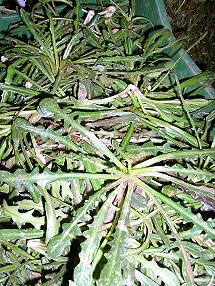 Stamnangathi, ein kretisches Wildkraut Stamnangathi, ein kretisches Wildkraut