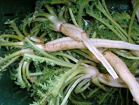 verkaufsfertiger Askolimbra