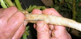 Dier Wurzelstrunken wird entfernt Dier Wurzelstrunken wird entfernt