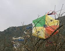 im Baum gestrandeter Drachen auf Kreta