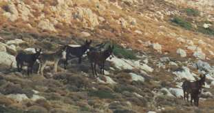 Eine Gruppe ausgewilderter Esel.