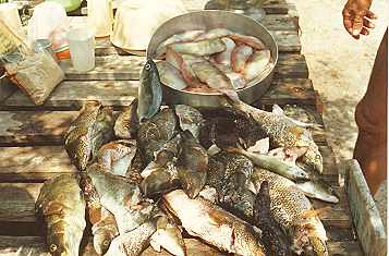 Rot gr�n oliv wei� gl�nzende Fische