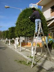Georgo beim Baum trimmen