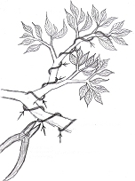 die richtige Bonsai Wuchshilfe