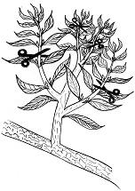 der richtige Bonsai-Wuchsschnitt