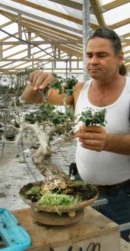 Michalis Baduvakis beschneidet einen �lbaum-Bonsai