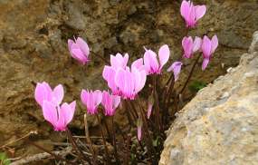 rosa Cyclamen cretum