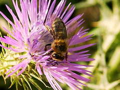 Diestel mit Bienen Besucherin
