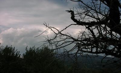 Herethiana 10140009-