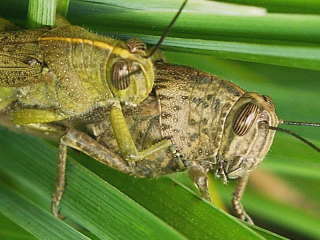 Heuschrecken bei der Paarung