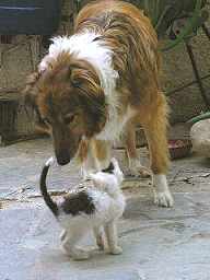 erste Begegnung zwischen Lassi und dem kleinen Fellkn�uel