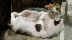 das ICH entdeckt sich im Spiegel!