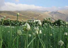 Zwiebelfeld vor Kaliviani