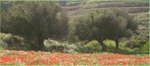 KALIVIANI2 KALIVIANI2