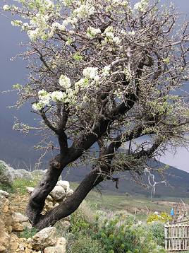 Sonne und Regen begegnen sich am Mandelbaum
