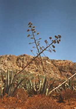 die Unsterblichen, Athanatos die Unsterblichen, Athanatos