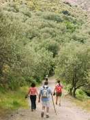 Wandergruppe im Olivenhain