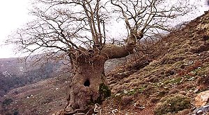 Ri Soughia 0401070003