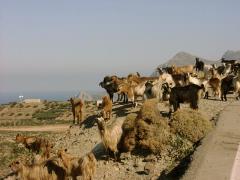 bunte Ziegenherde bunte Ziegenherde