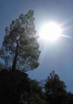 Vegetation am Wegesrand