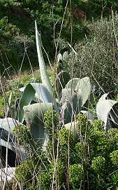 in der wilden Natur lassen sich schmackhafte Kr�uter finden