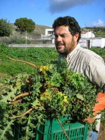 Georgo erntet Scolymus Georgo erntet Scolymus