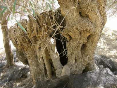 Neues treibt aus alten Wurzeln
