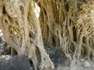 Rinde gefasert wie eine Netzstruktur